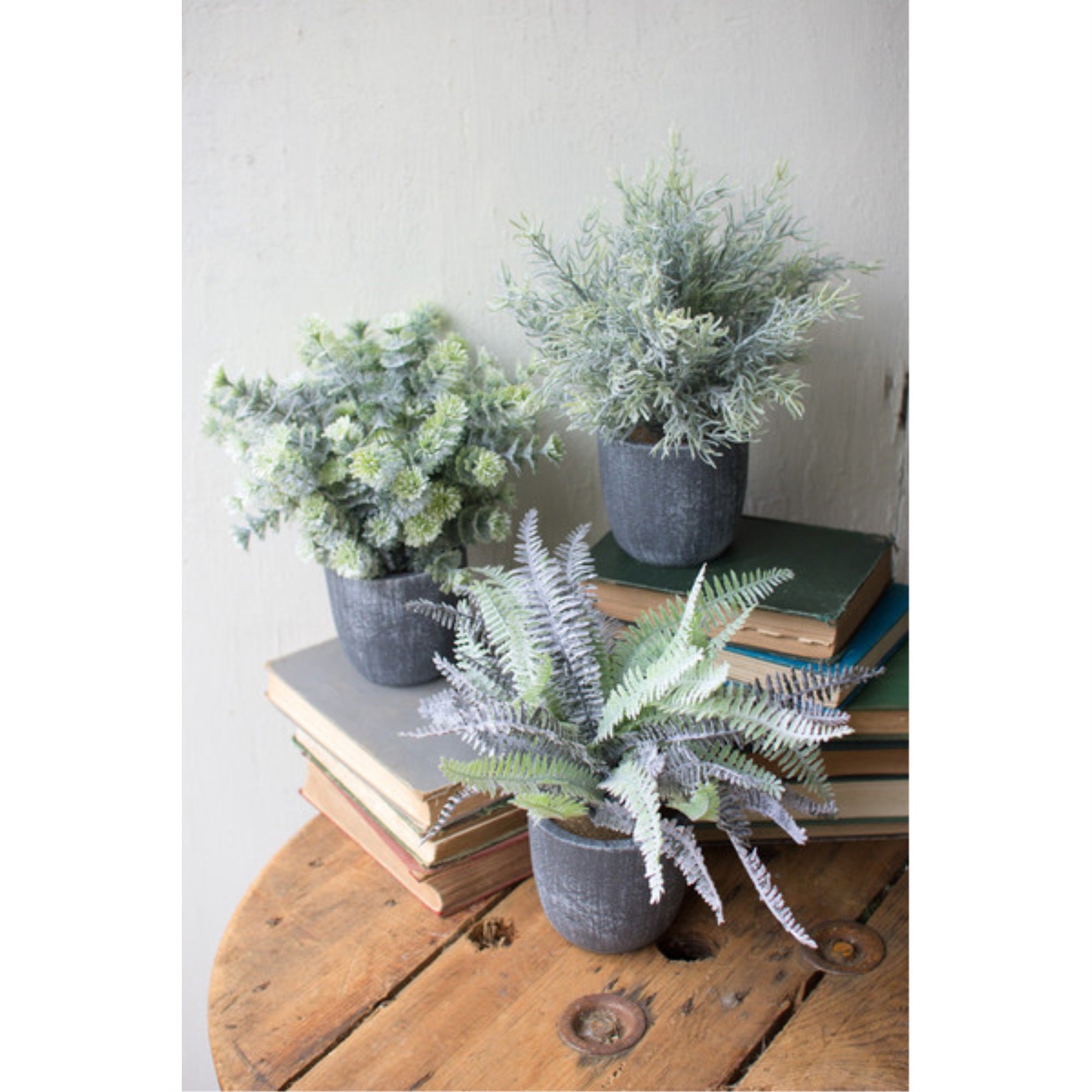 Set Of Three Fern Succulents With Round Grey Pots